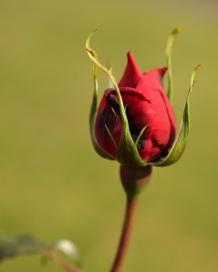 rosebud