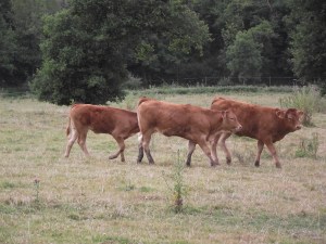 limousin cows